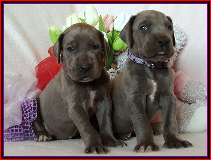 Litter Q - 3 weeks